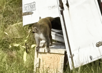 Alerta en EE. UU. por fuga de mono de laboratorio tras accidente en Misisipi