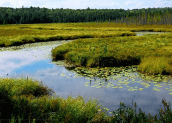 Tribunal admite acción popular para proteger los humedales de Leticia, Amazonas