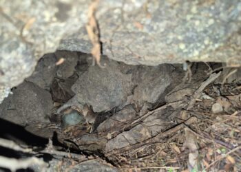 Ejército destruye municiones de forma controlada en zona rural de Distracción