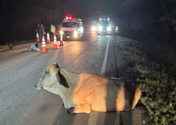 Un hombre murió y otro resultó herido tras chocar con un semoviente en la vía Hatonuevo–Cuestecitas