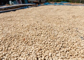 La historia demuestra que Villanueva es la cuna del café y no Viotá