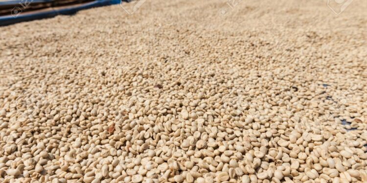 La historia demuestra que Villanueva es la cuna del café y no Viotá