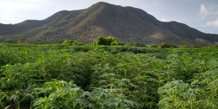 Zambrano, tierra fértil que florece con maíz en La Guajira