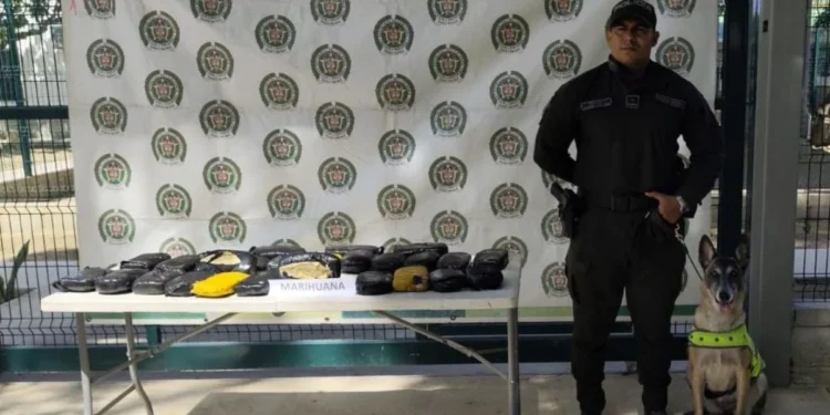 Incautan 13 kilos de marihuana enviados como encomienda a Santa Marta