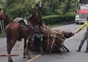 Indignación en Boyacá tras video de burro golpeado y obligado a cargar peso excesivo en Santana