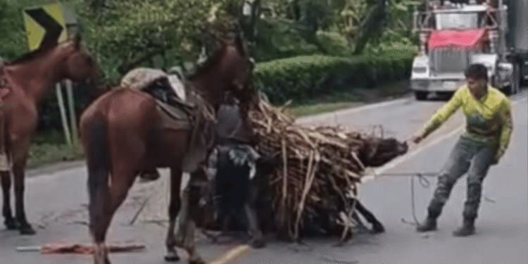 Indignación en Boyacá tras video de burro golpeado y obligado a cargar peso excesivo en Santana