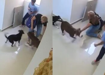 Menor de 10 años resulta herido tras ataque de un perro pitbull en conjunto residencial del norte de Barranquilla