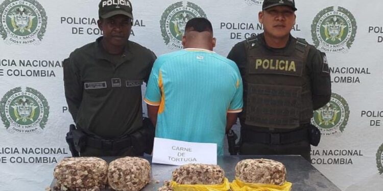Capturan a hombre por tenencia ilegal de carne de tortuga marina en Riohacha