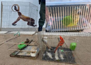 Tres procedimientos permitieron la recuperación de especies de fauna silvestre en La Guajira