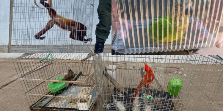 Tres procedimientos permitieron la recuperación de especies de fauna silvestre en La Guajira