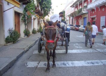 Gremio de cocheros exige millonarias compensaciones tras eliminación de carruajes en Cartagena