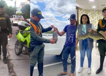 Incautan 17 especies silvestres en operativos contra el tráfico ilegal en La Guajira