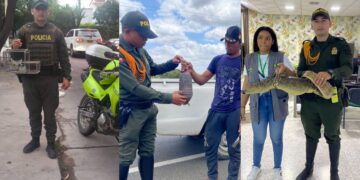 Incautan 17 especies silvestres en operativos contra el tráfico ilegal en La Guajira