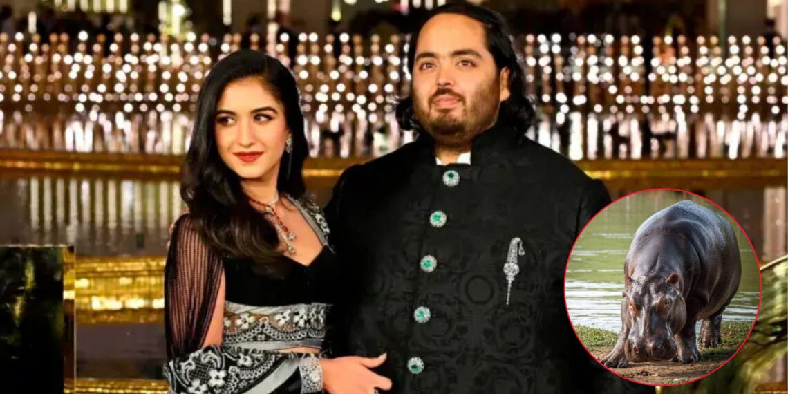 El empresario indio Anant Ambani se ofreció a recibir los hipopótamos de Colombia