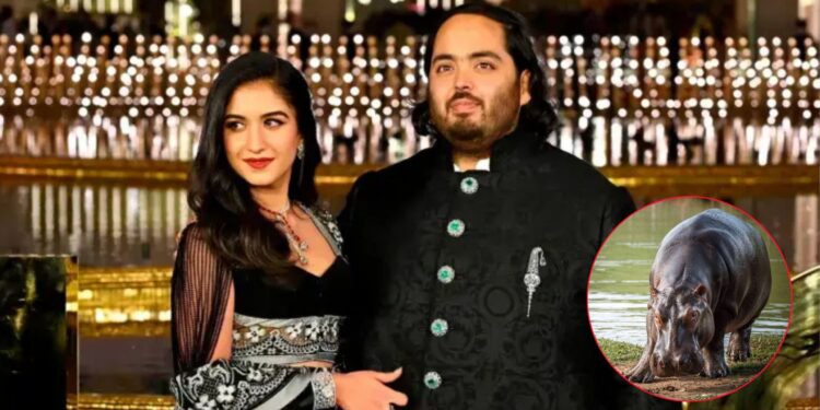 El empresario indio Anant Ambani se ofreció a recibir los hipopótamos de Colombia