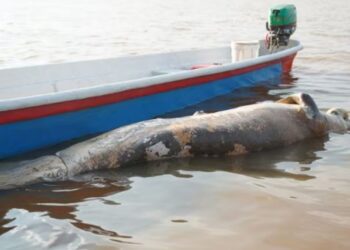 Alarma ambiental en Barrancabermeja, Santander, por muerte de manatíes en la ciénaga de San Silvestre