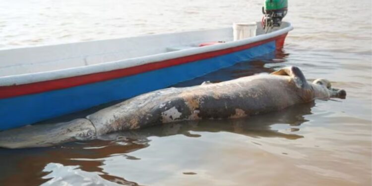 Alarma ambiental en Barrancabermeja, Santander, por muerte de manatíes en la ciénaga de San Silvestre