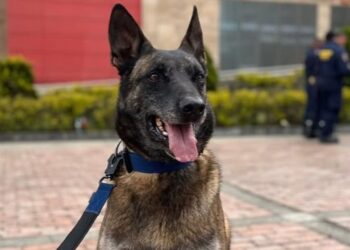 Dastan, el perro rescatista colombiano que busca sobrevivientes entre los escombros del terremoto en Venezuela