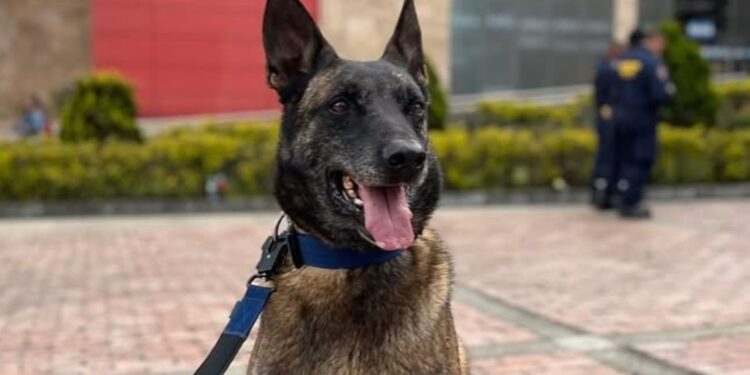 Dastan, el perro rescatista colombiano que busca sobrevivientes entre los escombros del terremoto en Venezuela