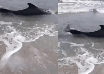 Rescatan cría de ballena varada en playa de Tasajera, Magdalena