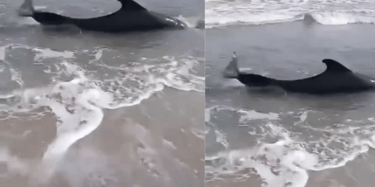 Rescatan cría de ballena varada en playa de Tasajera, Magdalena