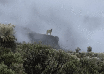 Majestuoso puma fue avistado en una zona protegida de Boyacá