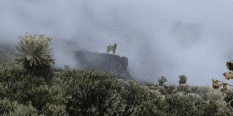Majestuoso puma fue avistado en una zona protegida de Boyacá