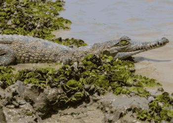Denuncian muerte de 15 caimanes llaneros en centros de conservación del Meta