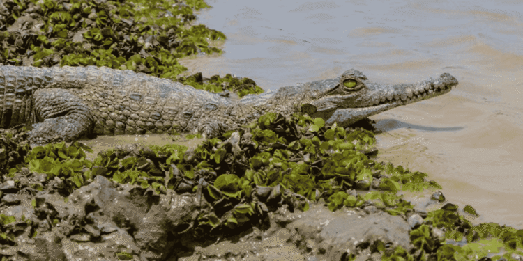 Denuncian muerte de 15 caimanes llaneros en centros de conservación del Meta