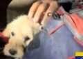Rescatan con vida a una perrita atrapada entre escombros en Venezuela