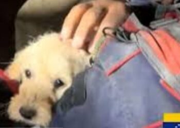 Rescatan con vida a una perrita atrapada entre escombros en Venezuela