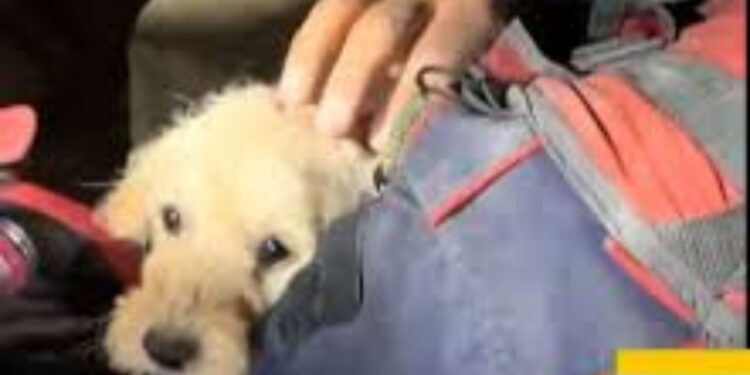 Rescatan con vida a una perrita atrapada entre escombros en Venezuela