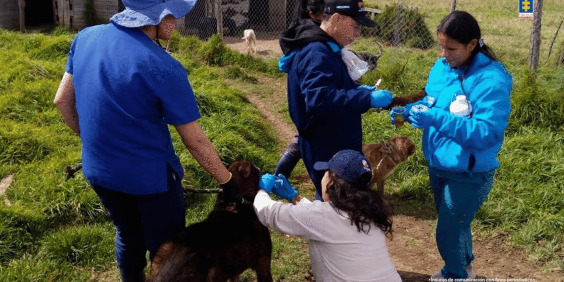 Rescatan más de 300 perros y judicializan a mujer por presunto maltrato animal