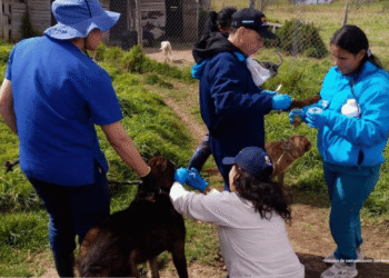 Rescatan más de 300 perros y judicializan a mujer por presunto maltrato animal