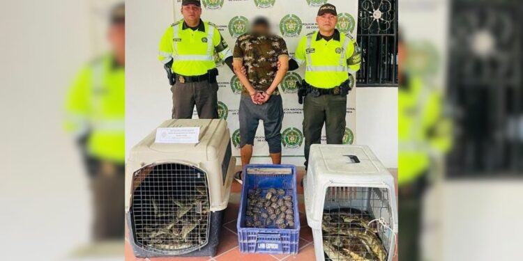 Recuperan 94 animales silvestres durante operativo contra el tráfico ilegal en Magdalena
