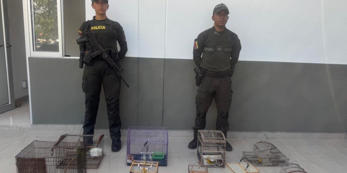 Operativos ambientales en La Guajira dejan nueve aves silvestres recuperadas y refuerzan controles contra el tráfico de fauna