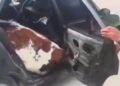 Hallan dos terneros en el asiento trasero de un carro durante operativo en Boyacá