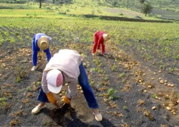 Agroexportadores alertan por efectos de la revaluación del peso en el empleo y las exportaciones