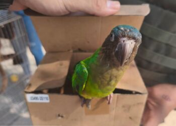 Policía rescata 43 aves silvestres en La Guajira durante operativos contra el tráfico ilegal