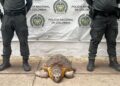 Rescatan tortuga marina verde que permanecía amarrada en playas de Mayapo