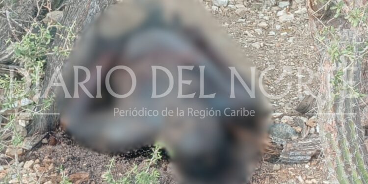 Encuentran cuerpo en estado de descomposición en zona rural de Uribia