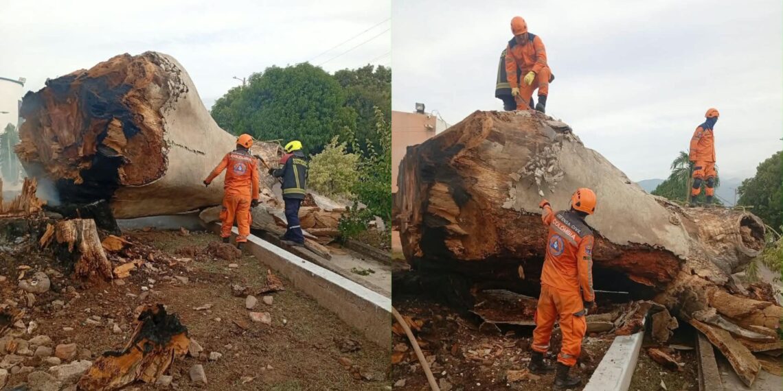 Talan de manera preventiva una ceiba en Villanueva por riesgo para la comunidad