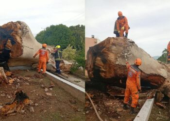 Talan de manera preventiva una ceiba en Villanueva por riesgo para la comunidad