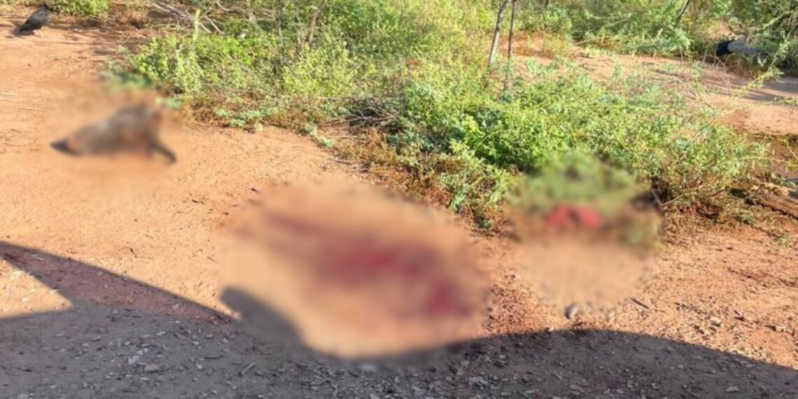 El abigeato agravado y la crisis de seguridad rural en San Juan del Cesar