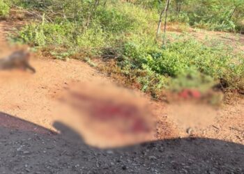 El abigeato agravado y la crisis de seguridad rural en San Juan del Cesar