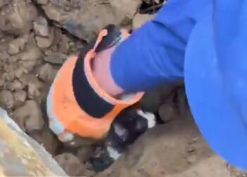 Rescatan con vida a un gato tras permanecer 36 horas bajo los escombros