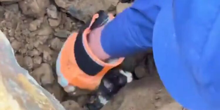 Rescatan con vida a un gato tras permanecer 36 horas bajo los escombros