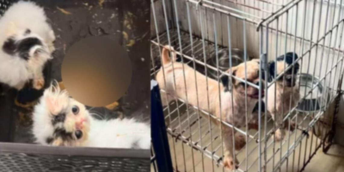 Denuncian presunto criadero ilegal de animales en Barranquilla