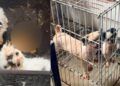 Denuncian presunto criadero ilegal de animales en Barranquilla