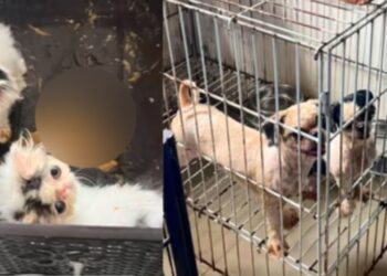 Denuncian presunto criadero ilegal de animales en Barranquilla